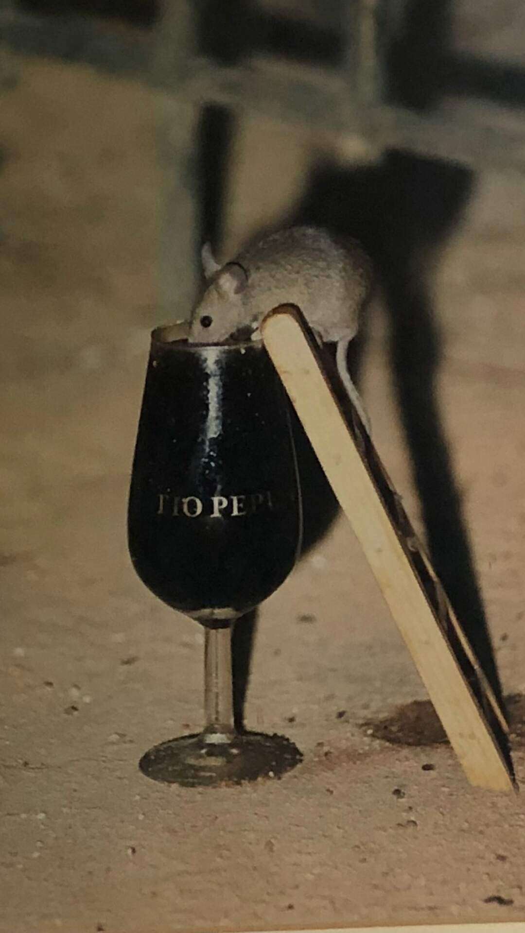14 Day Spain Itinerary Mouse drinking wine